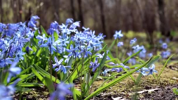 Блакитні Проліски Вітрі Перші Весняні Квіти Привіт Весна Тепло Рослини — стокове відео