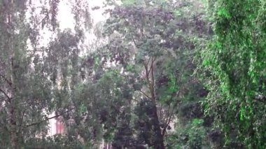 Bir ağaç dalı ve yağmur damlaları. Şiddetli yağmur damlaları. Dal rüzgarda sallanıyor. Yeşil dal..