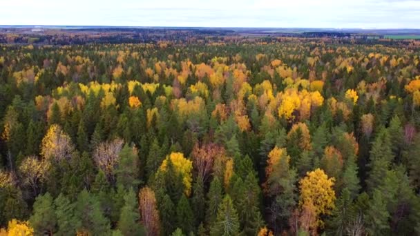 Floresta Mista Outono Vista Cima Vídeo Drone Tráfego Sobre Árvores — Vídeo de Stock