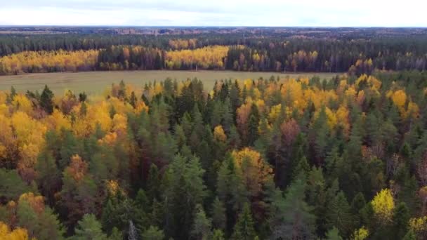 Gemengde Herfstbos Van Bovenaf Bekeken Video Van Drone Verkeer Bomen — Stockvideo