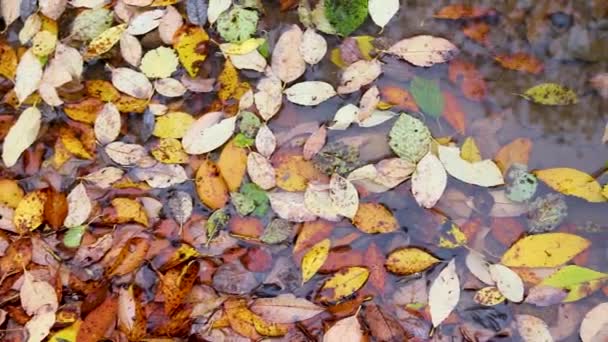Осіннє листя в калюжі. Відео руху над калюжею листя. Яскраві кольори осені. Листя аспену . — стокове відео