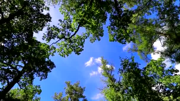 Las nubes se mueven a través del cielo azul. .. Ramas de árboles contra el cielo azul. — Vídeo de stock