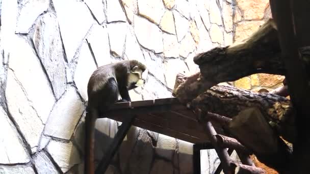 Le singe mange dans le zoo. Animaux sauvages en captivité. — Video