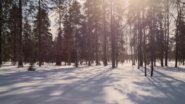 Lente zonnig landschap met sneeuw in het park. Zonnige dag. Mooi weer. — Stockvideo