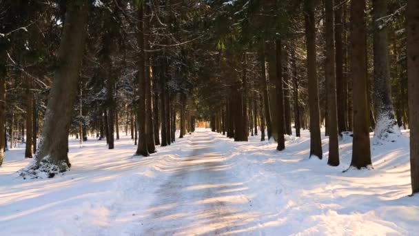 公園で雪と春の日当たりの良い風景。公園内の路地。晴れた日 — ストック動画