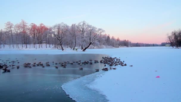 湖で公園内の朝の冬の風景。霜の朝。雪の中の木。白い枝。ピンクの空。公園内の湖。自然。風景。ロシア. — ストック動画