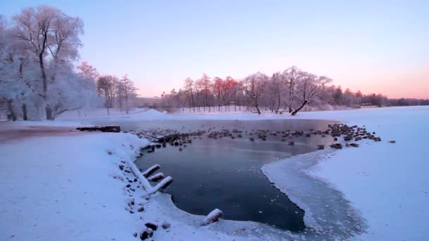 湖で公園内の朝の冬の風景。霜の朝。雪の中の木。白い枝。ピンクの空。公園内の湖。自然。風景。ロシア. — ストック動画