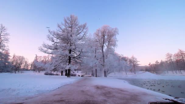 Morgonens vinterlandskap i parken vid sjön. Frosty morgon. Träd i snön. Vita grenar. Rosa himmel. Sjön i parken. Naturen. Landskap. Ryssland. — Stockvideo