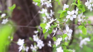 Rüzgarda açan kiraz ağacının dalı. Çiçek açan bir ağaç. Rüzgâr.