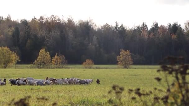 Getter betar på ängen. Nötkreatur. Vandrande djur. Getter nafsa gräs . — Stockvideo