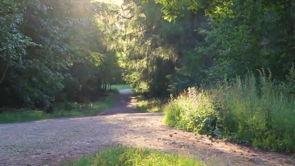 Percorso del parco estivo la sera. Paesaggio estivo. Luce della sera. Golden Hour.nature. — Video Stock