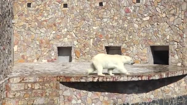 Ours polaire dans le zoo. Un animal en captivité. — Video