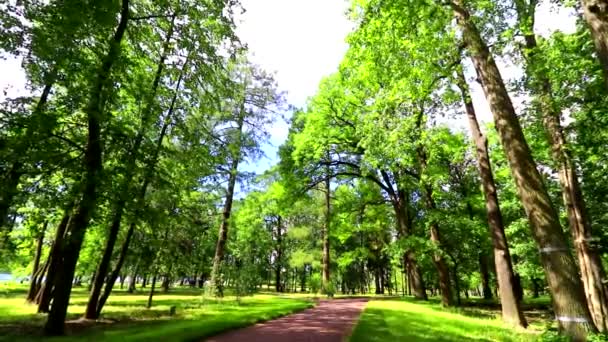 Nyári park ösvény este. Nyári táj. Esti fény. Aranyóra.természet. — Stock videók