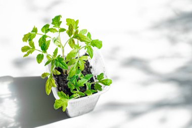 Beyaz arka planda gölgeli tohumlar. Beyaz arka planda gölgeler. İniş. Bahar. Boşluğu kopyala.