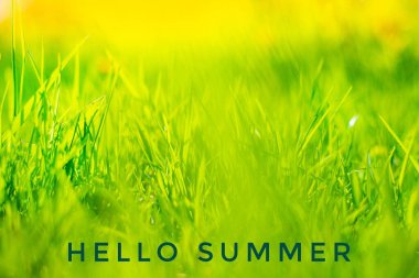 Banner merhaba yaz çim arka planda. Akşam ışığında bahar çimeni. Doğa. Genç yeşil çimenler. Mesajlı fotoğraf. Mesajlı çim. Merhaba yaz. Yeni sezon. Boşluğu kopyala