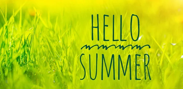 Banner Hello Summer Grass Background Spring Grass Evening Light Nature — Stock Photo, Image