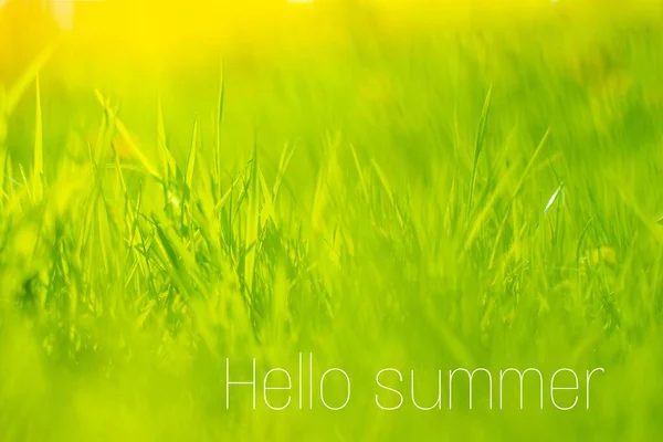 Banner Hej Sommar Gräset Bakgrund Vårgräs Kvällsljuset Naturen Ungt Grönt — Stockfoto