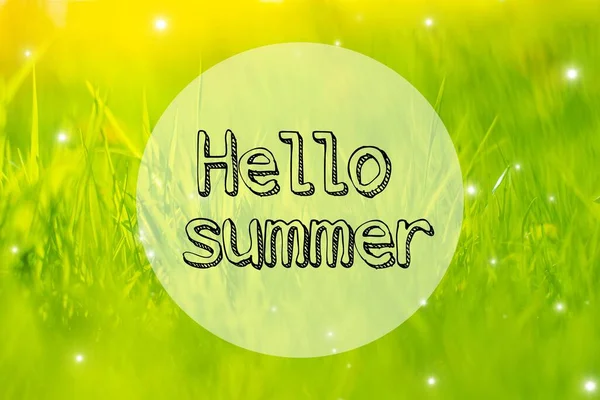 Banner hello summer on the grass background . Spring grass in the evening light. Nature. Young green grass. Photo with text. Grass with text. Hello summer. New season. Copy space
