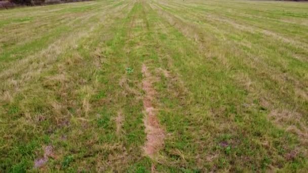 Sobrevoando Campo Com Grama Verde Campo Processado Jovens Verdes Relva — Vídeo de Stock