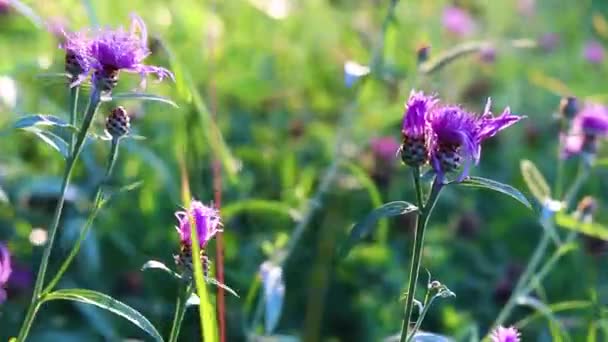 Lilac Fält Blomma Vinden Vildblommor Kvällsljuset Låt Bli Sommarblommor Natur — Stockvideo