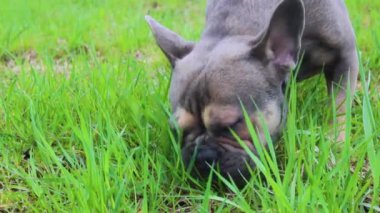 Köpek ot yer. Fransız bulldog 'u. Hayvanlar için vitaminler hakkında makale. Komik hayvan. Köpeği gezdiriyorum.