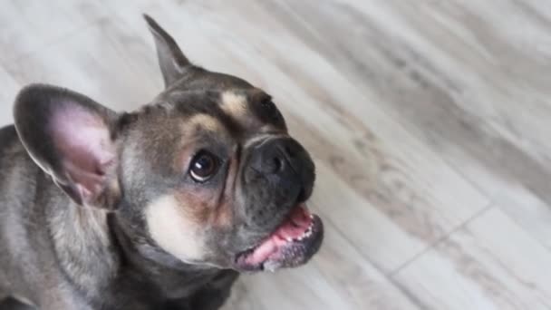 Hunden Sitter Golvet Och Skäller Ett Husdjur Hemskydd Fransk Bulldogg — Stockvideo