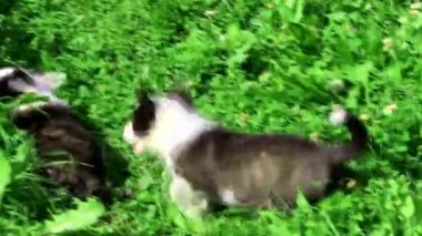 İki Corgi yavrusu çimlerin üzerinde oynuyorlar. Evcil hayvanlar. Köpekler. Köpek gezdirme .