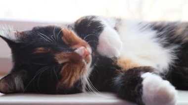 Kedi gözlerini açar ve kapatır. Uykulu bir kedi. Evcil hayvan. Penceredeki evcil hayvan. Mutlu bir evcil hayvan.