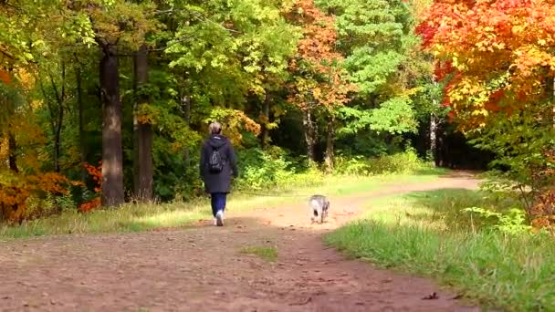 Dziewczyna z psem na smyczy spaceruje po parku. Idź ze swoim zwierzakiem. Chodzenie po zwierzęciu. — Wideo stockowe