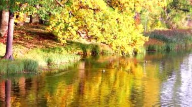 Sabahın köründe video sonbahar parkı. Sonbahar manzarası. Sabah ışığı.