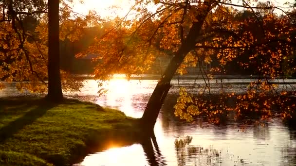 Video podzimní park v ranním světle. Podzimní krajina. Ranní světlo. — Stock video