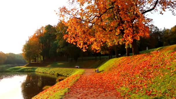 Video parque de otoño en la luz de la mañana. Paisaje de otoño. Luz de la mañana. — Vídeo de stock