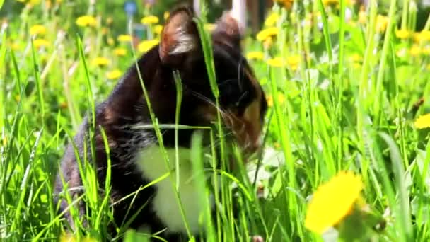A cat eats grass on the street . Vitamins for animals. Cat and grass. — Stock Video