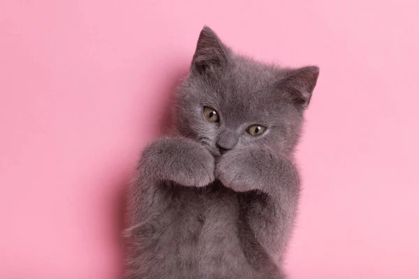 Small Gray Kitten Pink Background Cute Kitten Pet British Cat — Stock Photo, Image