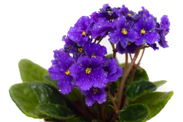 白い背景に紫色の花を咲かせます 家の植物だ 水のある花が落ちる 孤立した花です コピースペース — ストック写真