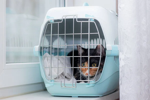 Die Katze Sitzt Einer Transportbox Für Tiere Ein Haustier Tiertransporte — Stockfoto