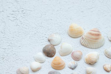 Hafif arka planda kabuklar. Tatille ilgili bir makale. Hafif arkaplan. Deniz kabukları hafif bir arka planda yatar