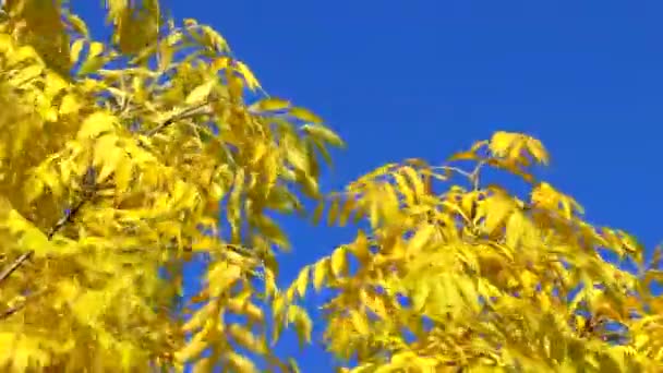 Vidéo d'un arbre jaune sur fond bleu ciel. Arbre d'automne. Ciel bleu . — Video