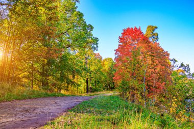 Sonbahar parkının arka sokağı. Mevsim sonbahar. Eylül, Ekim, Kasım. Yeni bir sezon. Sarı yapraklar. Güzel bir park. Sabah ışığı. Günaydın Güz Parkı. Doğa