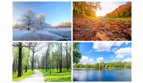 Collage seasons . All season. Seasons in one photo. Winter spring summer autumn. Tree branch. Grass with dew. Nature. Nicely