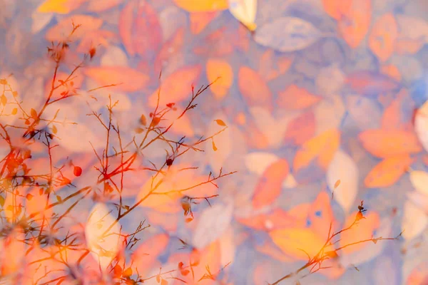 Podzimní Žluté Listy Kaluži Pozadí Podzimní Pozadí Banner Autumn Podzimní — Stock fotografie