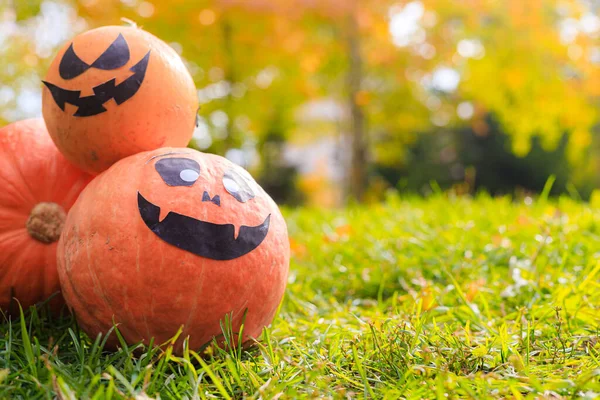 Jackie Halloweeni Töke Füvön Fekszik Egy Cikk Halloweenről Egy Narancs — Stock Fotó