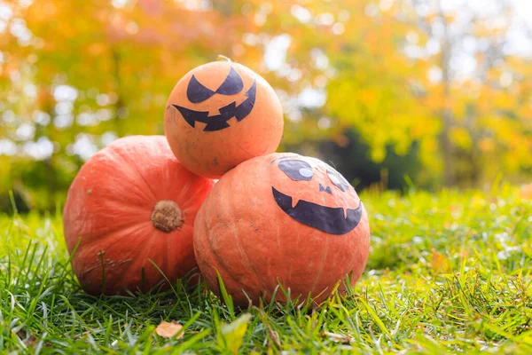 Jackie Halloweeni Töke Füvön Fekszik Egy Cikk Halloweenről Egy Narancs — Stock Fotó
