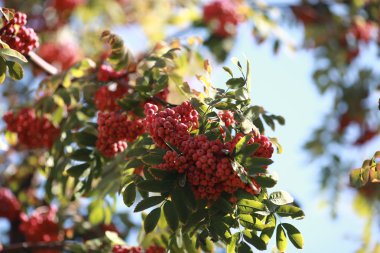 Bush, kırmızı rowan