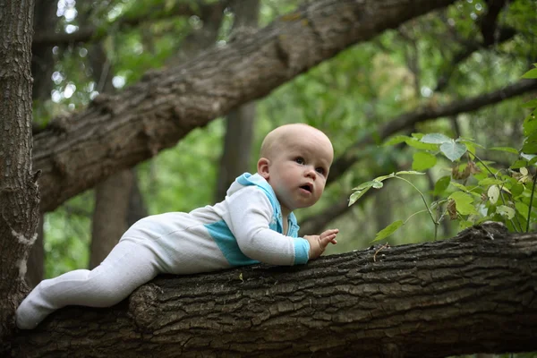 Niño caminando sobre un árbol —  Fotos de Stock