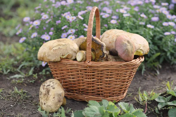 Rich harvest — Stock Photo, Image