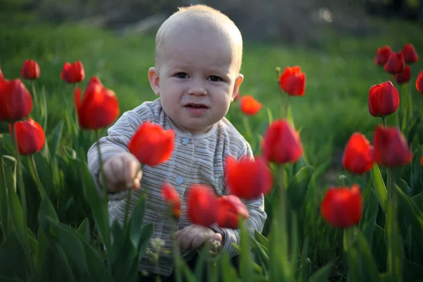 Baby und rote Tulpen — Stockfoto