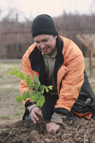 苗木を植える男 ロイヤリティフリーのストック画像