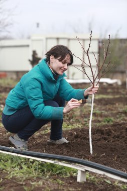 badana genç ağaç boyama