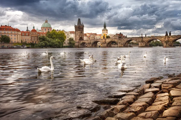 Prag'ın Merkezi, nehir ve beyaz kuğu — Stok fotoğraf
